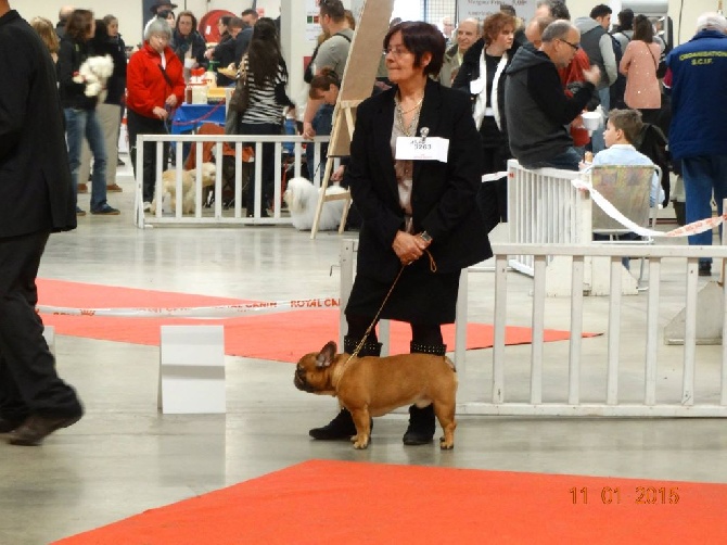 Paris Dog Show 2015 Spécial de race