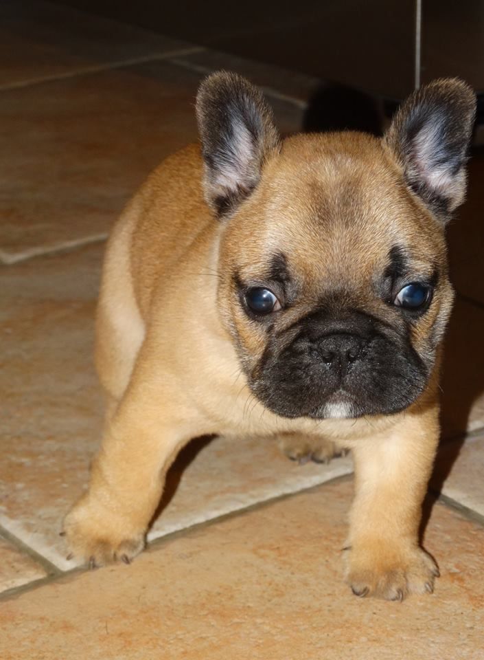 Chiot mâle fauve rouge a trouvé sa famille