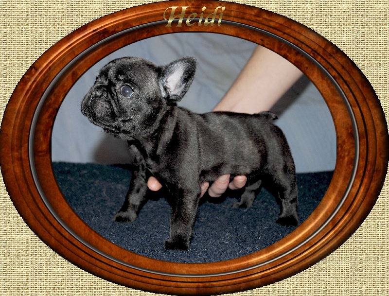 Les chiots issus de mariage extérieur de kidibull