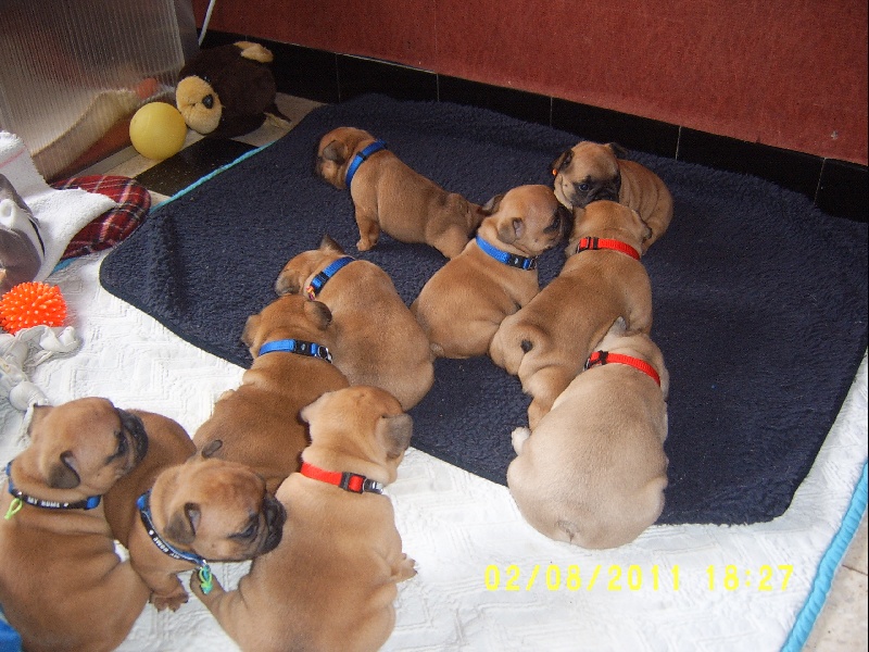 Chiot Bouledogue français Malevarc Occhi d'Amore