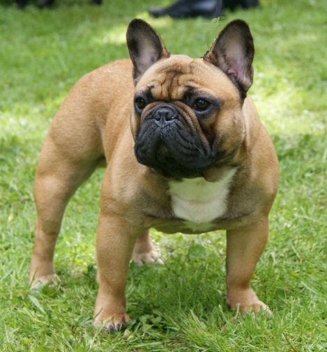 Chiot Bouledogue français Malevarc Occhi d'Amore